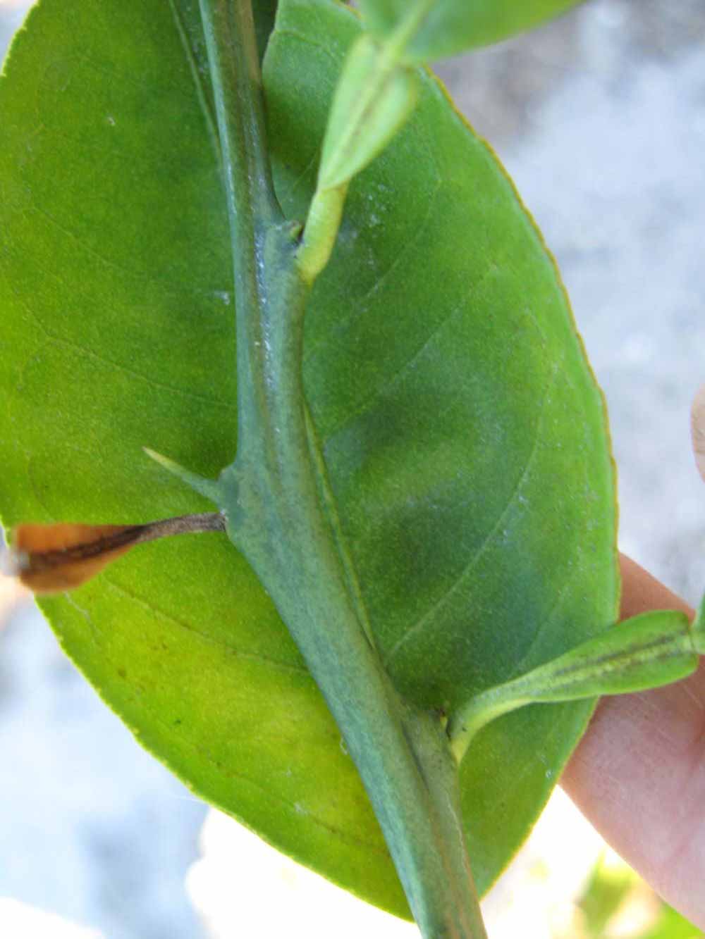              First year twig (Winter Haven, FL)       